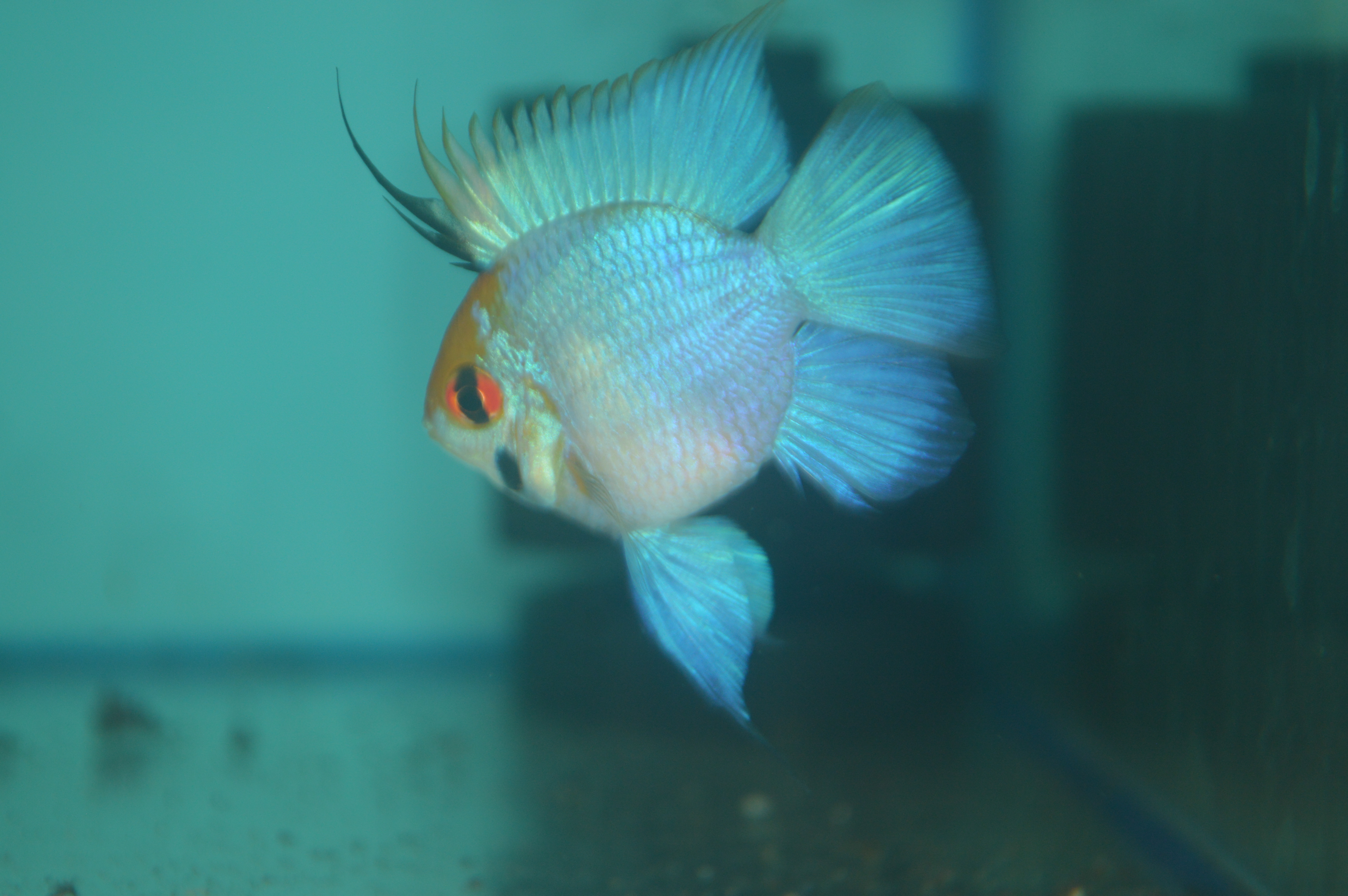 Electric Blue Ramirezi
