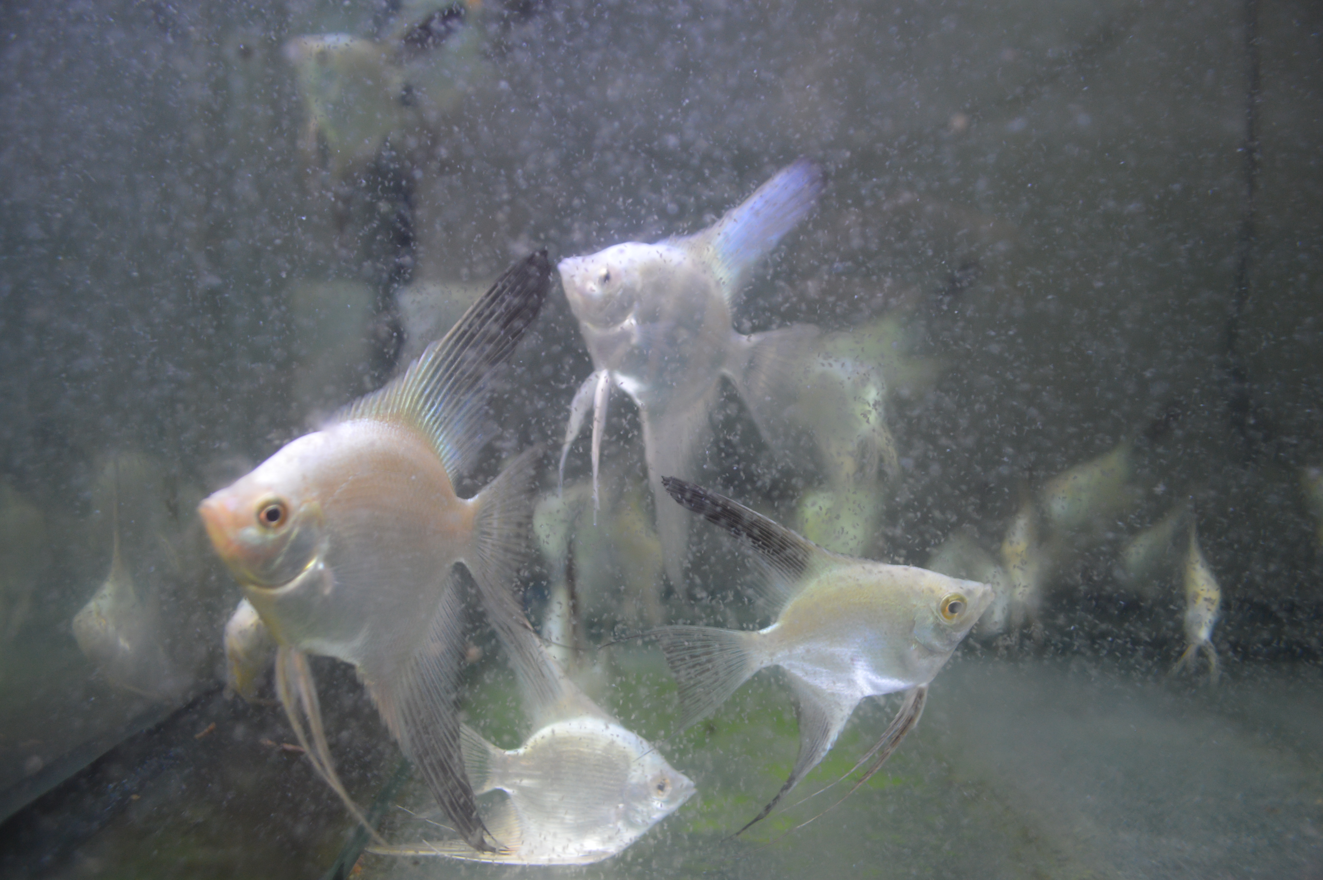 Bulgarian Seal Point Angelfish