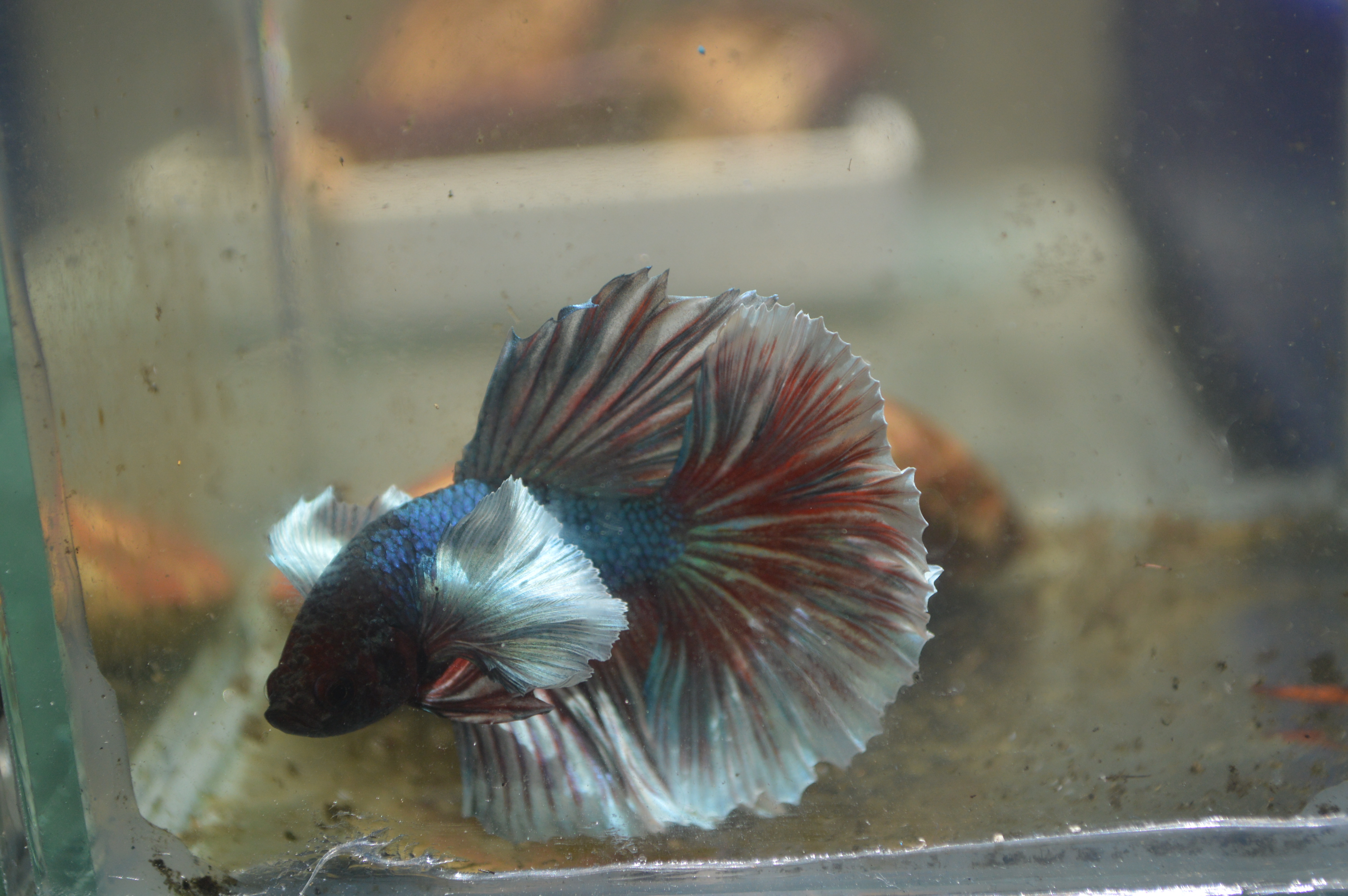 Assorted Halfmoon Bettas