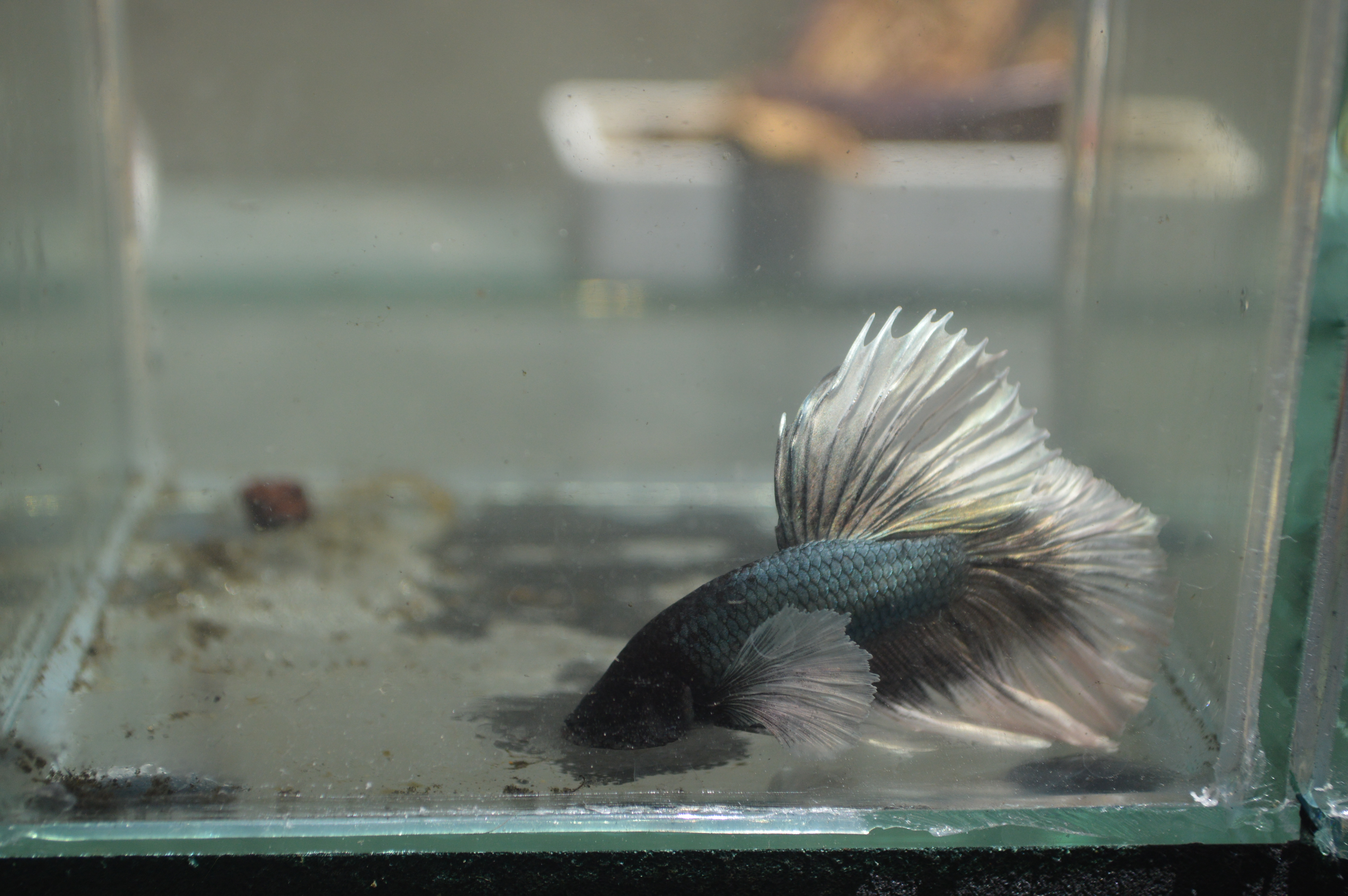 Assorted Halfmoon Bettas thumbnail 3