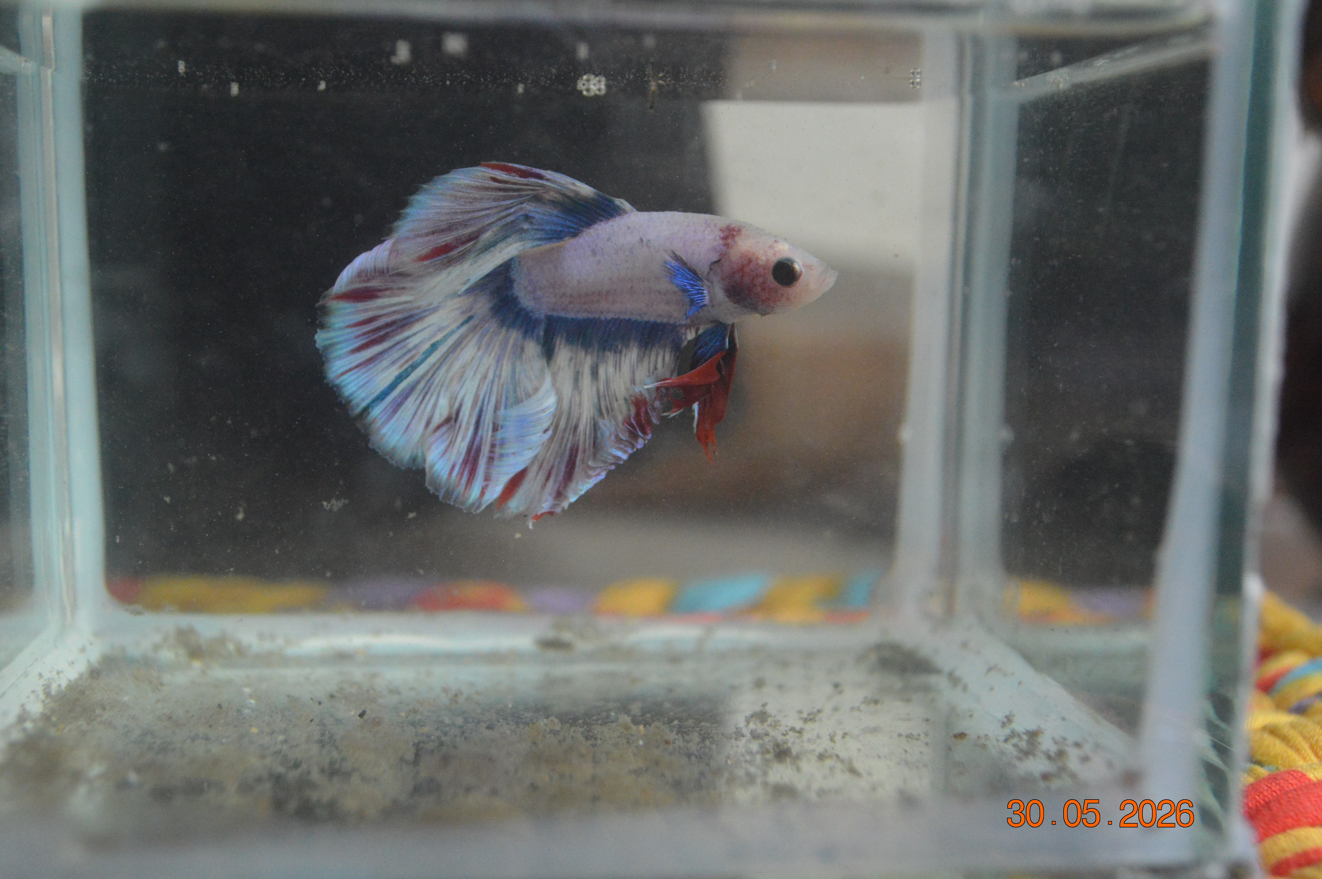 Assorted Halfmoon Bettas thumbnail 5